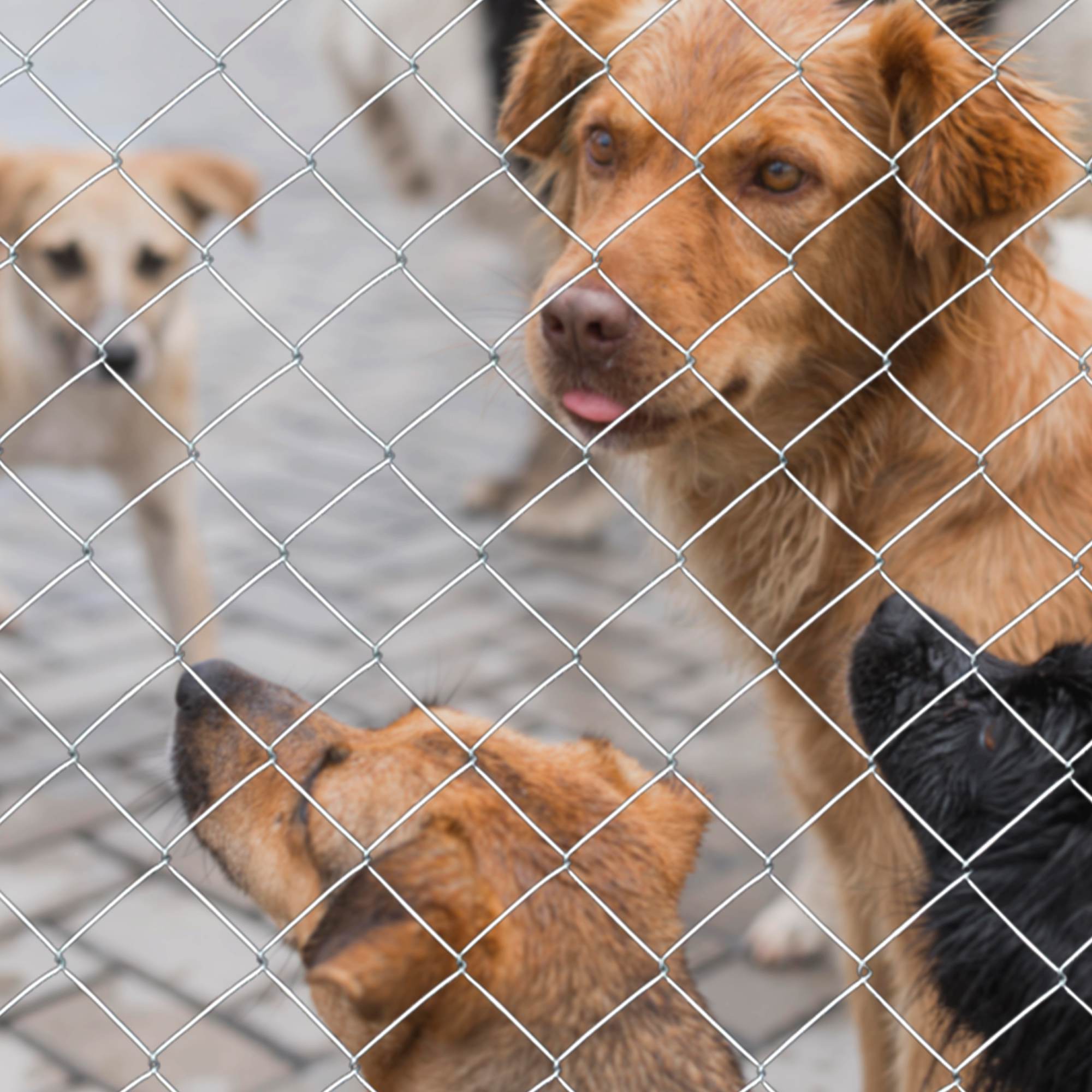 Farm Fence Heavy Zinc Coating Cattle Fence,Field Wire Fencing Deer Fence,Goat Fence,Hog Wire Fencing For Yard Livestock & Animals Protection - Image 7 | PawIQ Pet Tech